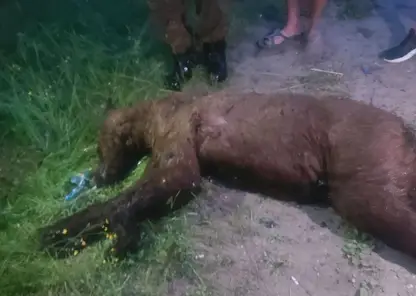 В Лесосибирске был застрелен вышедший к людям медведь 