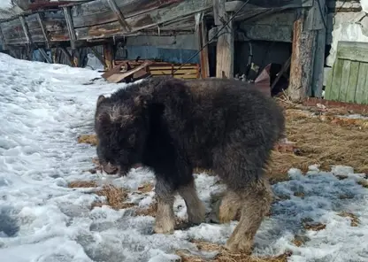 Спасенный детеныш овцебыка доставлен в Хатангу на первый осмотр к ветеринару