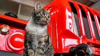 В Кузбассе отважная кошка Маруся помогает пожарным