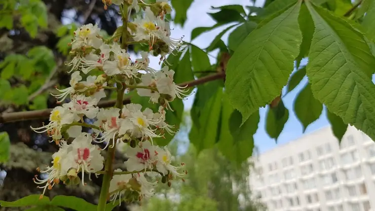 В Красноярске цветут каштаны