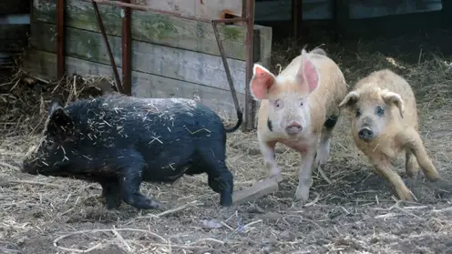 Жители Нижнеингашского района пожаловались на свиней, которые гуляют сами по себе