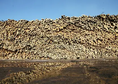  В Красноярском крае объём незаконно заготовленной древесины снизился на 39%