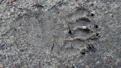 В Иркутской области медведь пришел на участок частного дома и утащил шкуру козла
