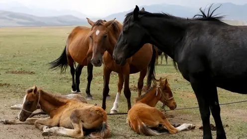 У двух лошадей в Прибайкальском районе Бурятии обнаружили лептоспироз