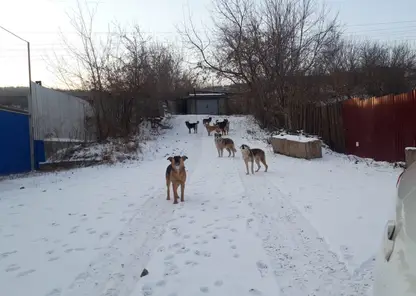 В Красноярском крае за год собаки покусали 3 454 человека