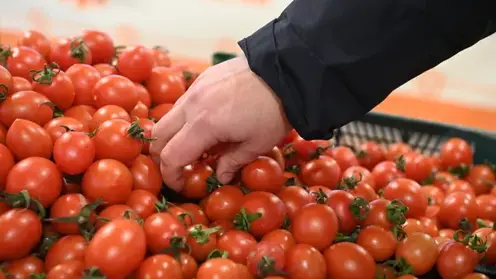 Выращенные в теплицах Емельяновского района томаты могут быть опасны для здоровья