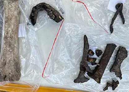 Омские студенты-археологи нашли зубы древнего человека и удила его коня