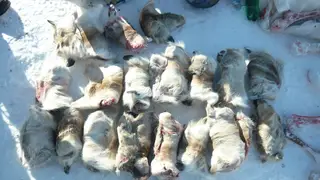 Пять северных оленей убили браконьеры в алтайском заповеднике