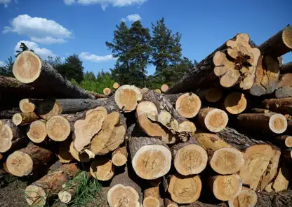 Три года колонии получил житель Бирилюсского района за незаконную рубку леса на 6 млн рублей