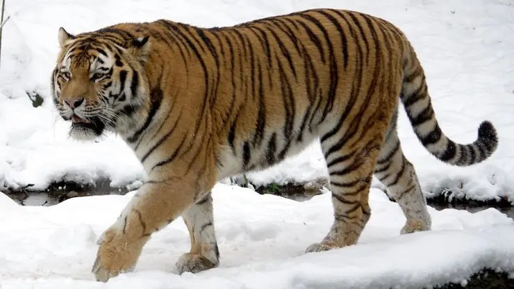 В Хабаровском крае поймали охотившегося на собак тигра