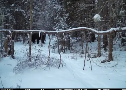 В национальном парке «Красноярские Столбы» проснулись медведи