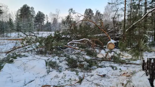 В Большемуртинском районе шесть человек незаконно вырубили лес на 3,3 млн рублей