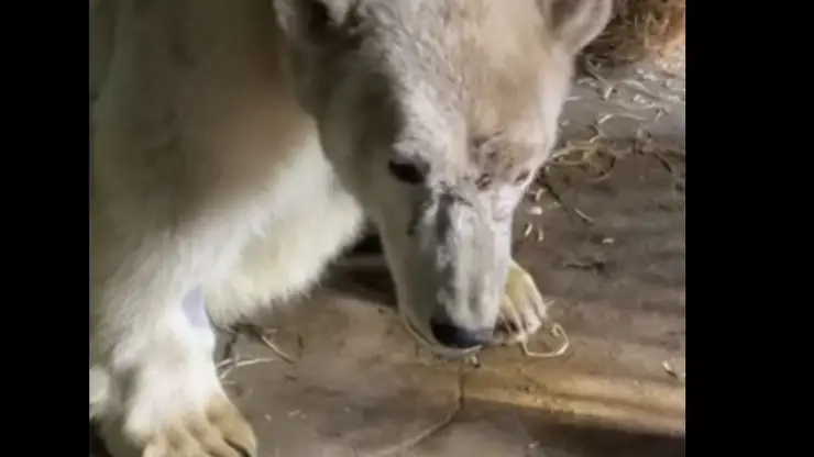 Белый медведь из Красноярского края отошел от наркоза в Московском зоопарке