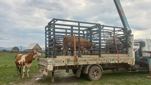 Двух бродячих коров и лошадь отловили в столице Бурятии