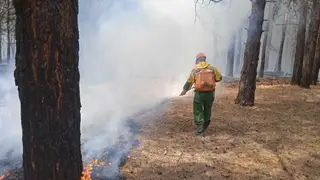 В Красноярском крае зафиксировано пять лесных пожаров