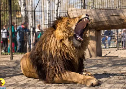В барнаульском зоопарке отметили 11-летие льва Алтая 