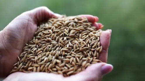 Из Красноярского края стали в два раза больше экспортировать зерна и масличных культур