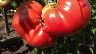 20 августа в Минусинске пройдёт томатный праздник