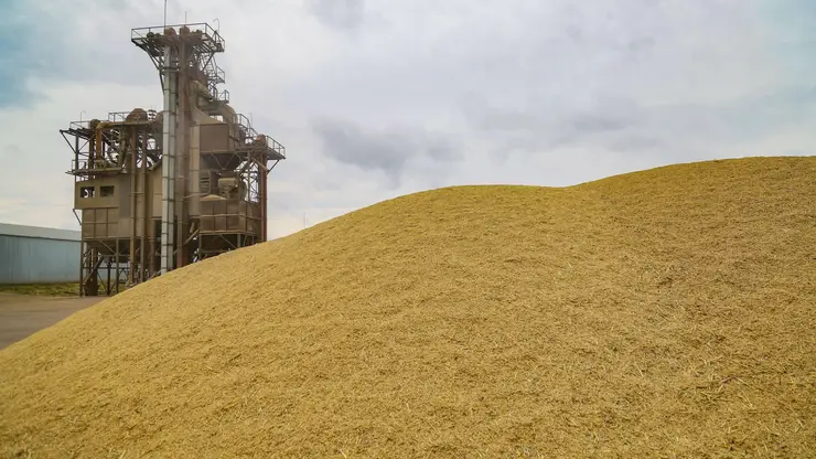 Более 2,6 млн тонн зерна собрали хлеборобы Красноярского края