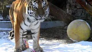 В Хабаровске пострадавшему от нападения тигра охотнику ампутировали руку