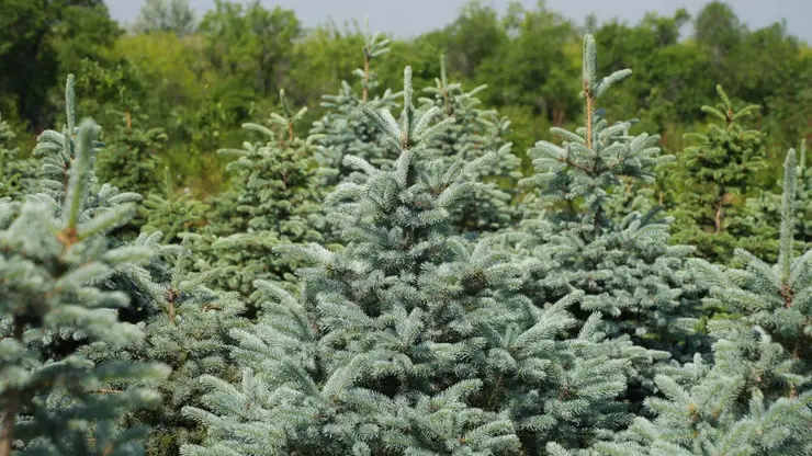 В этом году в Красноярске высадят 50 тыс. деревьев