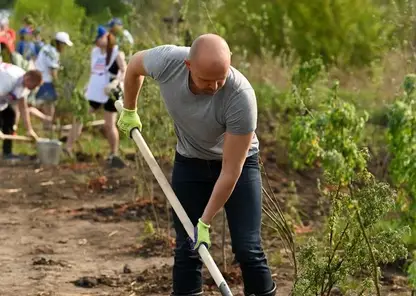 1000 деревьев высадили волонтеры в Красноярске