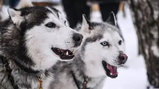 Более 700 жителей Красноярского края пострадали от укусов собак с начала 2023 года