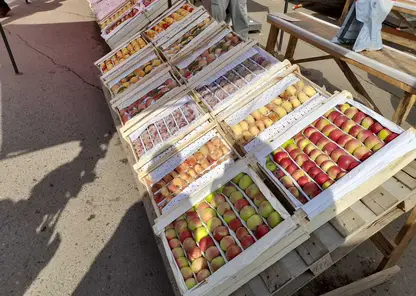 Более 800 кг опасных яблок изъяли из оборота в Красноярске