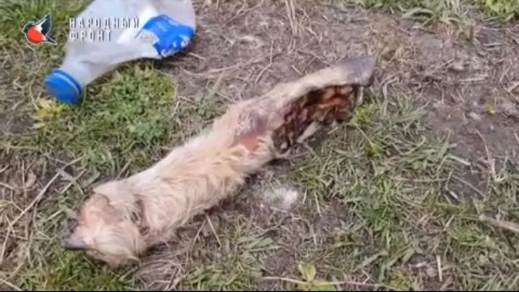 В Октябрьском районе Красноярска найдены обглоданные останки собак