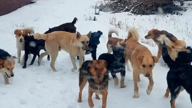 Бродячие собаки в Чите стали угрозой для детей