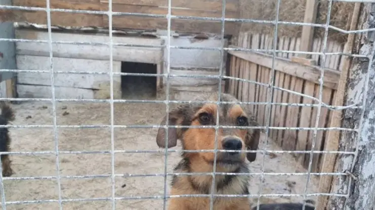 В Забайкалье запретят выгуливать собак без хозяев и кормить бездомных животных
