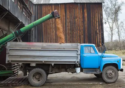 Зернопроизводителей Красноярского края дополнительно поддержат