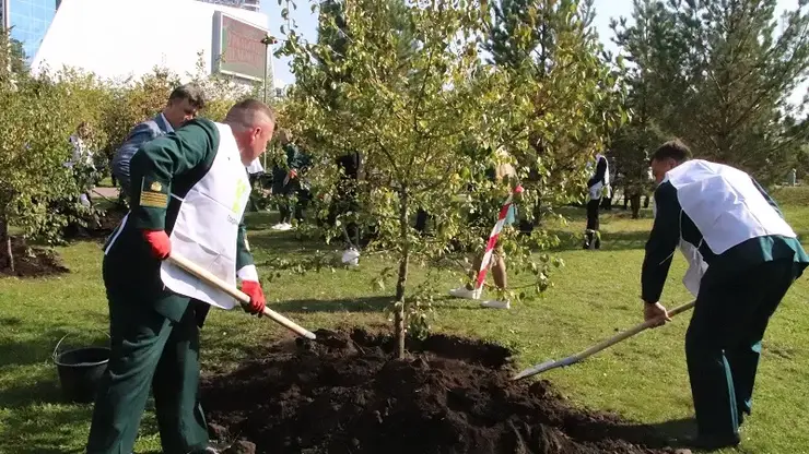 Аллею яблонь и рябин высадили в парке 400-летия Красноярска