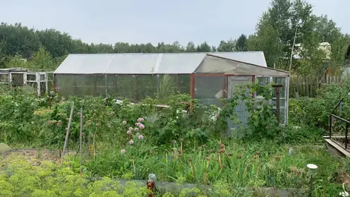 В Хабаровском крае на дачном участке культивировали и хранили наркосодержащие растения