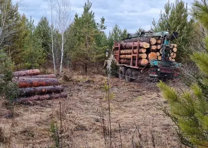 В Красноярском крае черные лесорубы спилили 20 сосен