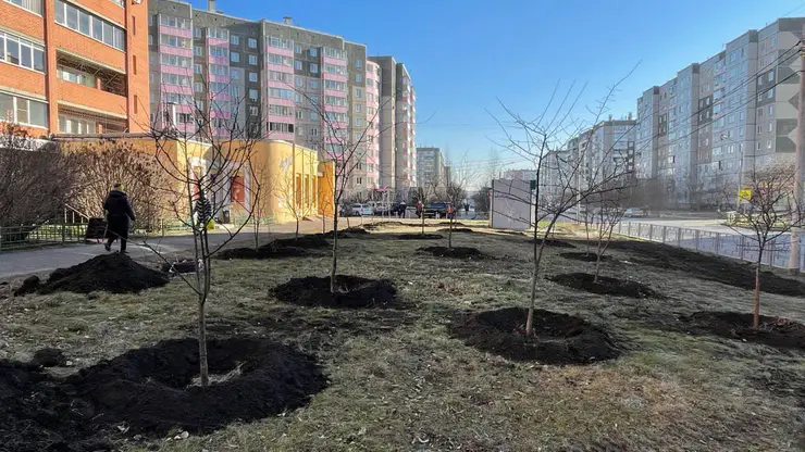 В Красноярске в Северном высадили яблони и рябины