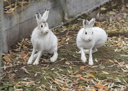 В красноярском «Роевом ручье» зайцы-беляки подготовились к зиме, сменив шубки