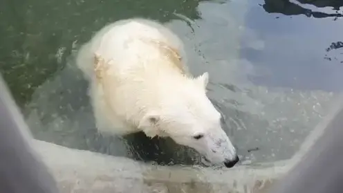 Спасенный в Красноярском крае медведь Диксон стал чаще двигать поврежденными конечностями