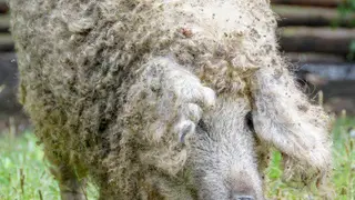 В Красноярском крае разводят кудрявых и пушистых свиней