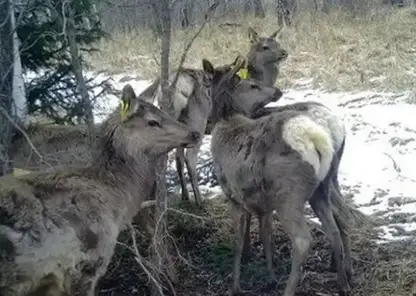 В Красноярском крае завершился сезон охоты на марала и лося