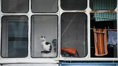В 2021 году из Красноярска за границу слетали 144 кошки и собаки