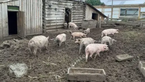 В Канском районе фермер вилами отбил от медведя стадо свиней