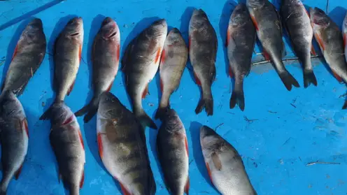 В Кежемском районе задержали браконьера, поймавшего сетью 70 рыб