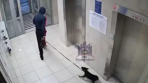 Красноярец избил щенка в лифте дома в «Тихих зорях»