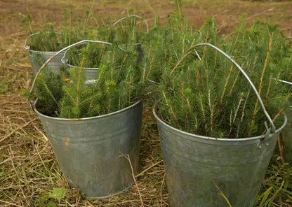В Красноярском крае для восстановления лесов заготовят более 11 тонн семян хвойных