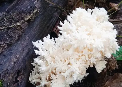 В Новосибирской области нашли гриб-коралл