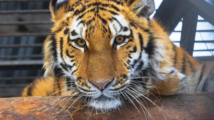 В «Роевом ручье» поделились фото амурской тигрицы Рокси