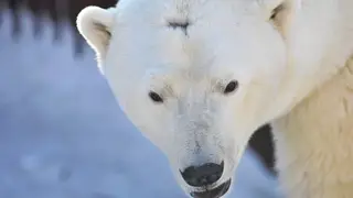 В Новосибирском зоопарке объяснили, куда «пропали» белые медведи Норди и Шайна