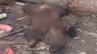 Тела двух медвежат обнаружили на свалке в Мотыгино
