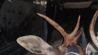 В Томской области в машине у местного жителя нашли мертвого лося